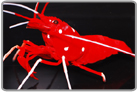 Fire Shrimp